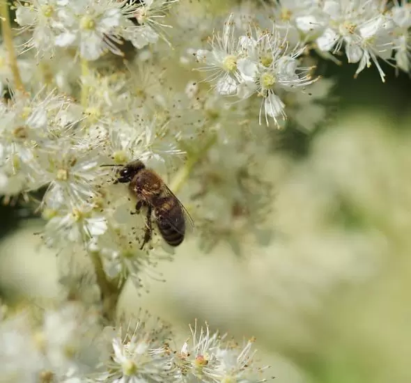 Filipendula Ulmaria (Spirraea Ulmaria) - Aspirina Vegetal, Erva Ulmeira, Rainha do Prado, Hidromel - Imagem 6