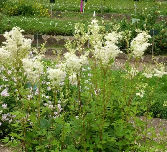 Filipendula Ulmaria (Spirraea Ulmaria) - Aspirina Vegetal, Erva Ulmeira, Rainha do Prado, Hidromel - Imagem 7
