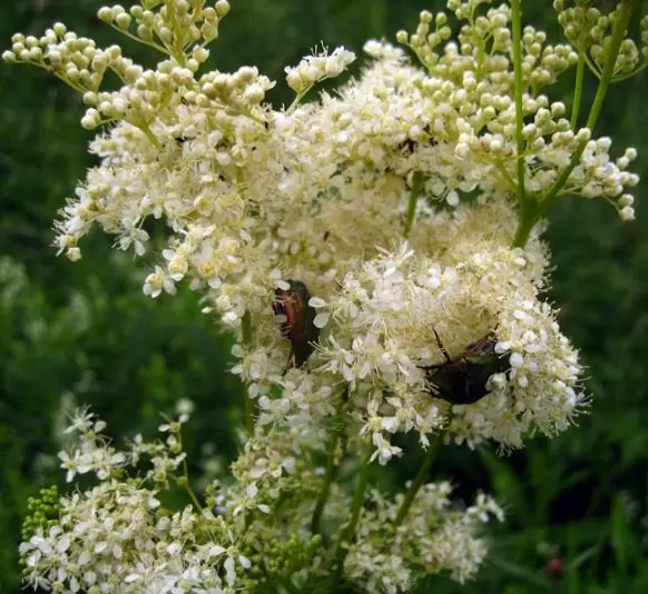 Filipendula Ulmaria (Spirraea Ulmaria) - Aspirina Vegetal, Erva Ulmeira, Rainha do Prado, Hidromel - Imagem 9