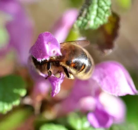 Lamium maculatum - Hortelã Sagrada, Urtiga Malhada, Lâmia Manchada, Sapato da Virgem - Image 3