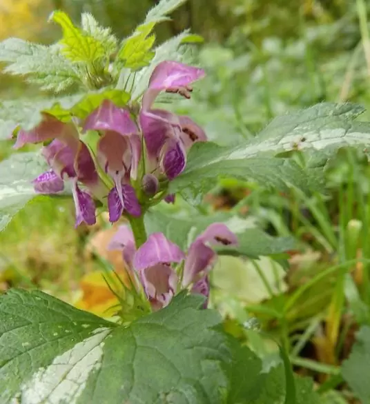 Lamium maculatum - Hortelã Sagrada, Urtiga Malhada, Lâmia Manchada, Sapato da Virgem - Image 8
