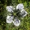 Nigella sativa (Certificação Orgânica) - Cominho Preto Verdadeiro, Cominho Negro, Black Cumin, Cominho Tempero, Alcaravia - Image 2