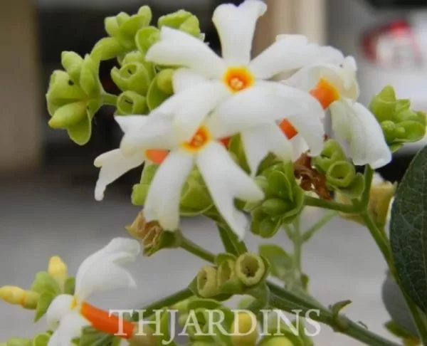 Nyctanthes arbor-Tristis - Jasmim da Noite, Árvore da Tristeza, Parijat - Image 3