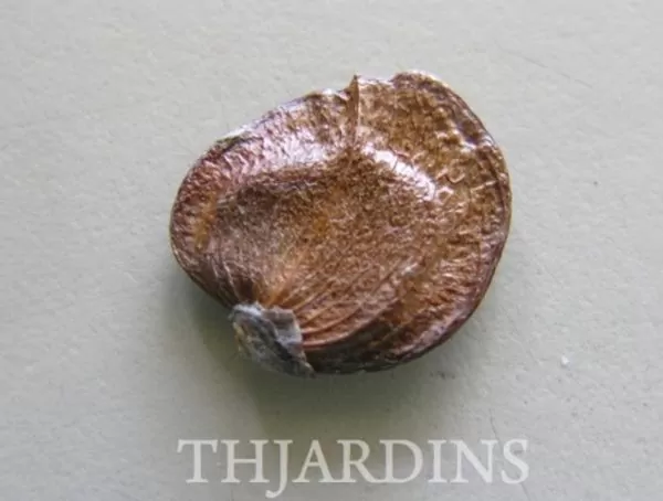 Nyctanthes arbor-Tristis - Jasmim da Noite, Árvore da Tristeza, Parijat - Image 9