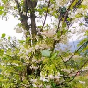 Wrightia religiosa (Echites religiosus) - Budista sagrado, Jasmim de água, Flor sagrada