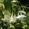 Wrightia religiosa (Echites religiosus) - Budista sagrado, Jasmim de água, Flor sagrada - Image 3