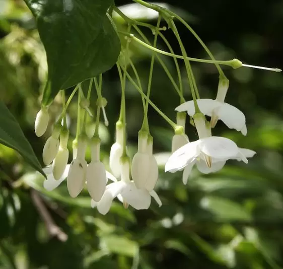 Wrightia religiosa (Echites religiosus) - Budista sagrado, Jasmim de água, Flor sagrada - Image 3