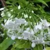 Wrightia religiosa (Echites religiosus) - Budista sagrado, Jasmim de água, Flor sagrada - Image 4