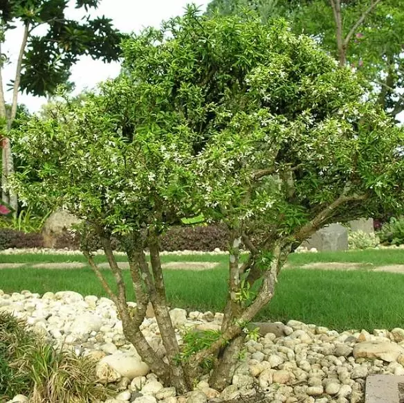 Wrightia religiosa (Echites religiosus) - Budista sagrado, Jasmim de água, Flor sagrada - Image 6