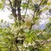 Wrightia religiosa (Echites religiosus) - Budista sagrado, Jasmim de água, Flor sagrada - Image 7