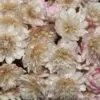 Ozothamnus diosmifolius - Flor de Arroz, Alecrim Selvagem, Arbusto de Sagu, Rice Flower