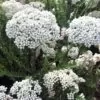 Ozothamnus diosmifolius - Flor de Arroz, Alecrim Selvagem, Arbusto de Sagu, Rice Flower - Image 2