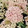 Ozothamnus diosmifolius - Flor de Arroz, Alecrim Selvagem, Arbusto de Sagu, Rice Flower - Image 3