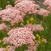 Ozothamnus diosmifolius - Flor de Arroz, Alecrim Selvagem, Arbusto de Sagu, Rice Flower - Image 5