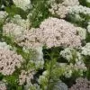 Ozothamnus diosmifolius - Flor de Arroz, Alecrim Selvagem, Arbusto de Sagu, Rice Flower - Image 7