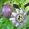 Passiflora Edulis F. Edulis - Maracujá roxo, gulupa, chulupa, maracujá roxo doce