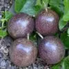 Passiflora Edulis F. Edulis - Maracujá roxo, gulupa, chulupa, maracujá roxo doce - Image 3