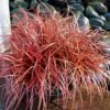 Uncinia rubra - Grama Vermelha