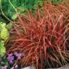 Uncinia rubra - Grama Vermelha - Image 2