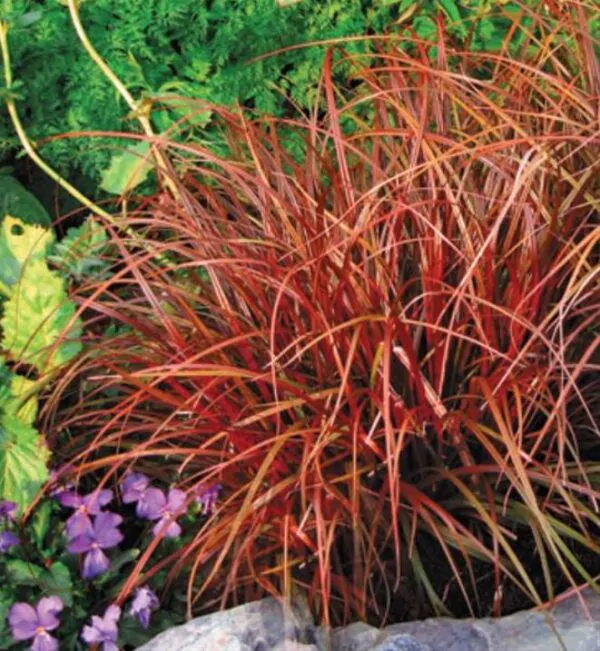 Uncinia rubra - Grama Vermelha - Image 2