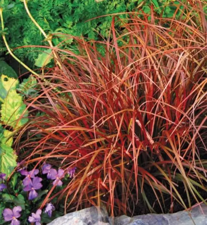 Uncinia rubra - Grama Vermelha - Imagem 2