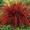 Uncinia rubra - Grama Vermelha - Image 3