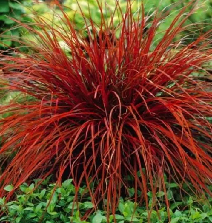 Uncinia rubra - Grama Vermelha - Imagem 3