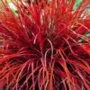 Uncinia rubra - Grama Vermelha - Image 4