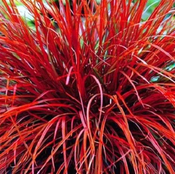 Uncinia rubra - Grama Vermelha - Imagem 4