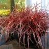Uncinia rubra - Grama Vermelha - Image 5
