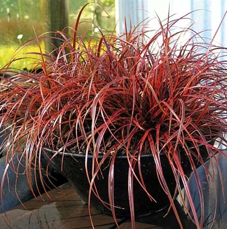 Uncinia rubra - Grama Vermelha - Imagem 5