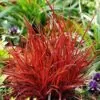 Uncinia rubra - Grama Vermelha - Image 6