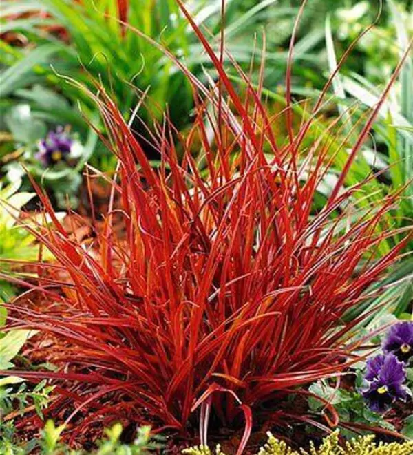 Uncinia rubra - Grama Vermelha - Image 6