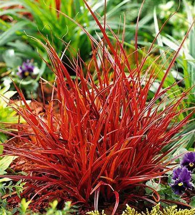 Uncinia rubra - Grama Vermelha - Imagem 6