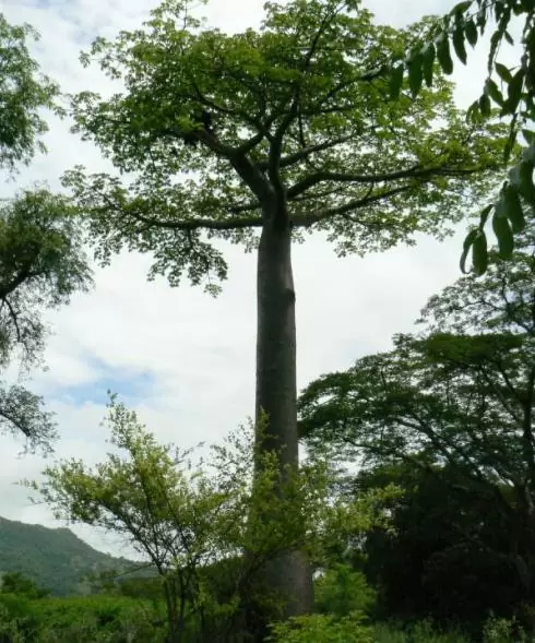 Adansonia suarezensis - Baobá Suarez - Image 4