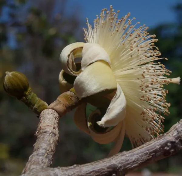 Adansonia suarezensis - Baobá Suarez - Image 6
