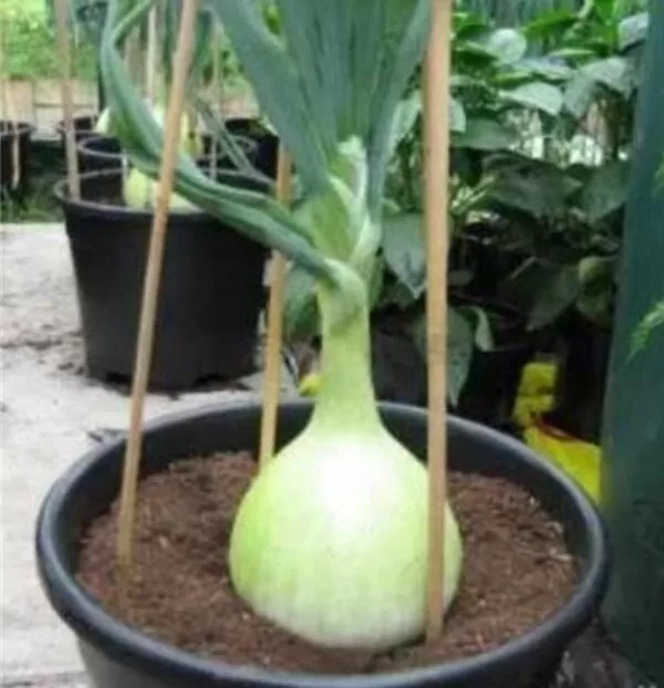 Allium cepa Exibicion Onion (C.O) - Cebola Gigante, Cebola Guinness, Cebola Outback - Image 4