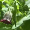 Atropa belladonna - Beladona, Atropa Bella-Donna, Erva do Diabo, Cereja da Morte, Deadly Nightshade - Image 2