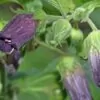 Atropa belladonna - Beladona, Atropa Bella-Donna, Erva do Diabo, Cereja da Morte, Deadly Nightshade - Image 3