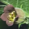 Atropa belladonna - Beladona, Atropa Bella-Donna, Erva do Diabo, Cereja da Morte, Deadly Nightshade - Image 4