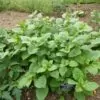 Atropa belladonna - Beladona, Atropa Bella-Donna, Erva do Diabo, Cereja da Morte, Deadly Nightshade - Image 5