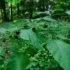 Atropa belladonna - Beladona, Atropa Bella-Donna, Erva do Diabo, Cereja da Morte, Deadly Nightshade - Image 6