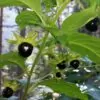 Atropa belladonna - Beladona, Atropa Bella-Donna, Erva do Diabo, Cereja da Morte, Deadly Nightshade - Image 7