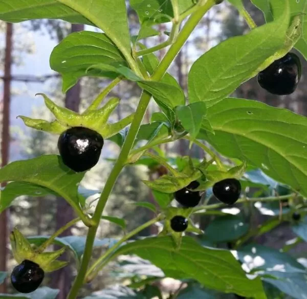 Atropa belladonna - Beladona, Atropa Bella-Donna, Erva do Diabo, Cereja da Morte, Deadly Nightshade - Image 7