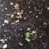 Atropa belladonna - Beladona, Atropa Bella-Donna, Erva do Diabo, Cereja da Morte, Deadly Nightshade - Image 8