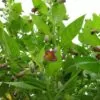 Atropa belladonna - Beladona, Atropa Bella-Donna, Erva do Diabo, Cereja da Morte, Deadly Nightshade - Image 9