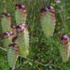 Briza maxima - Grama Chocalho, Grama Abelhinha, Grama Pérola, Quaker Grass - Image 2