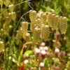 Briza maxima - Grama Chocalho, Grama Abelhinha, Grama Pérola, Quaker Grass - Image 3