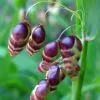 Briza maxima - Grama Chocalho, Grama Abelhinha, Grama Pérola, Quaker Grass - Image 4