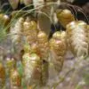 Briza maxima - Grama Chocalho, Grama Abelhinha, Grama Pérola, Quaker Grass - Image 7